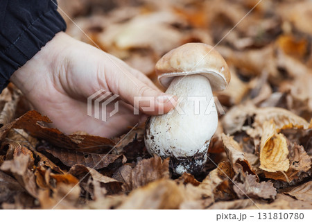 Close up shot of hand of a girl picking porcini mushroom. Picking mushrooms in autumn forest Close up shot of hand of a girl picking porcini mushroom. Picking mushrooms in autumn forest 131810780