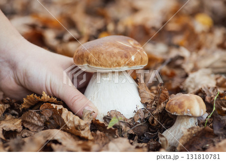 Girl found big thick cep boletus mushroom, taking it from the leaves. Picking mushroom in autumn forest concept Girl found big thick cep boletus mushroom, taking it from the leaves. Picking mushroom in autumn forest concept 131810781