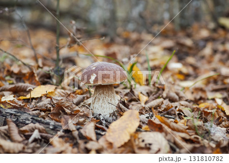 Beautiful macro photo of edible porcini mushroom growing in autumn forest in vibrant foliage of trees. Close up of big mushroom in forest Beautiful macro photo of edible porcini mushroom growing in autumn forest in vibrant foliage of trees. Close up of big mushroom in forest 131810782