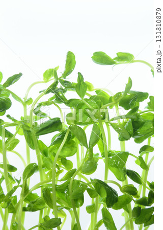 豆苗 131810879
