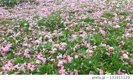 Spring fallen down dry pink flowers on the green  grass in sunny day in the garden. Nature background. 131811129