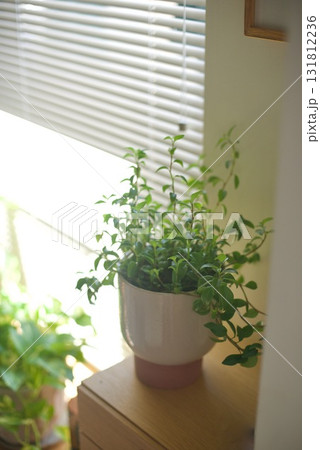 ブラインド越しに光を浴びた窓辺の観葉植物 ブラインド越しに光を浴びた窓辺の観葉植物 131812236