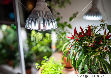 Growing plants under LED phyto lamp at home in winter season. Additional illumination. Growing plants under LED phyto lamp at home in winter season. Additional illumination. 131812469