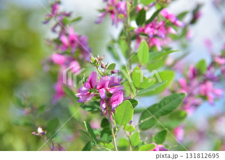 萩の花 萩の花 131812695