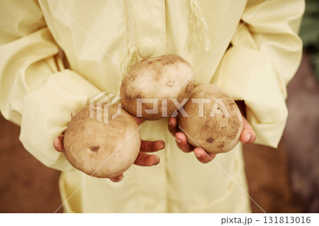 Child, hands or harvesting potatoes in farming greenhouse, agriculture field or nature environment growth or sustainability. Zoom, girl or farmer kid and ground vegetables for learning about garden 131813016