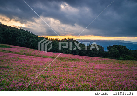 【夜明け】赤そばの里【上伊那郡箕輪町】 131813132