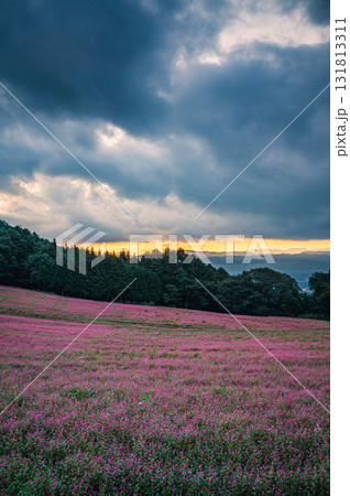 【夜明け】赤そばの里【上伊那郡箕輪町】 131813311