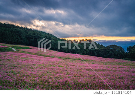 【夜明け】赤そばの里【上伊那郡箕輪町】 131814104