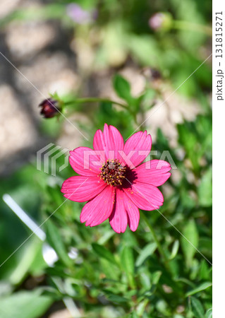 ベニコスモス（チョコレートコスモス）「チェリーチョコレート」  131815271