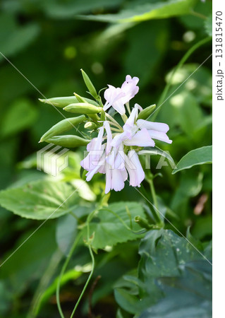 サボンソウ　Soapwort 131815470