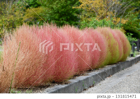 コキア　Kochia 131815471