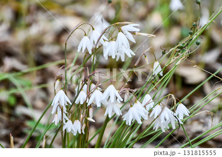 チューリップ・クルシアナ「レディ・ジェーン」 131815555