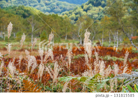 草紅葉とススキ 131815585