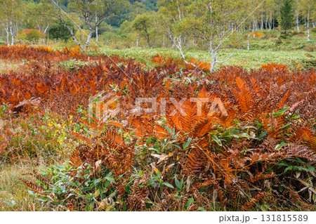 湿原の紅葉 湿原の紅葉 131815589