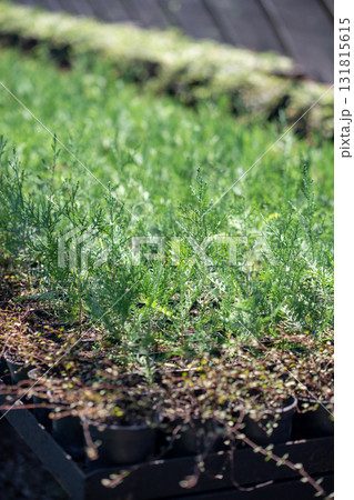 Green thuja seedlings grow in greenhouse. Plants for decor cultivated for sale. Plant nursery. 131815615