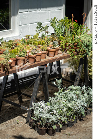 Plants flowers growing in little pots standing on table in shop street showcase in sunny day.  131815618