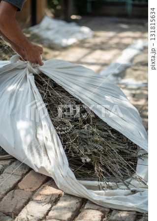 Dried cut lavender in cloth bags for further processing. Plants intended for creation of seasonings Dried cut lavender in cloth bags for further processing. Plants intended for creation of seasonings 131815634