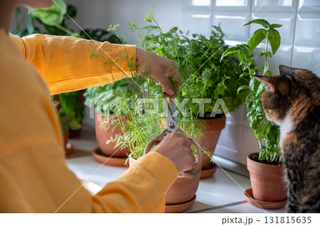 Owner cat scissors cutting green dill growing in clay pot. Eco friendly natural bio garden at home Owner cat scissors cutting green dill growing in clay pot. Eco friendly natural bio garden at home 131815635
