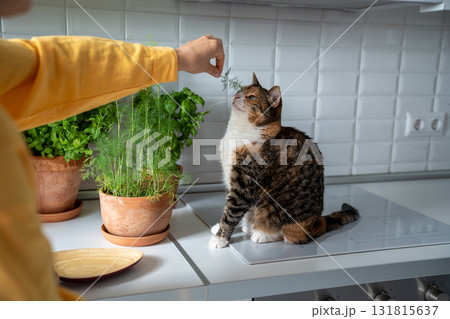 Female gardener plays with cat by parsley, dill. Woman distracted to pay attention to curious kitty Female gardener plays with cat by parsley, dill. Woman distracted to pay attention to curious kitty 131815637