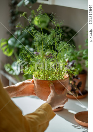 Greens fresh dill in terracotta pot in female hands. Concept house growing fresh herbs home garden. Greens fresh dill in terracotta pot in female hands. Concept house growing fresh herbs home garden. 131815644