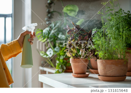 Spraying fresh green dill, basil pots growing in home garden on kitchen table. Sustainable lifestyle 131815648