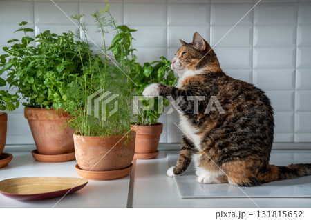 Tabby cat playing with dill and greenery in pots grown at home for cooking on kitchen. 131815652