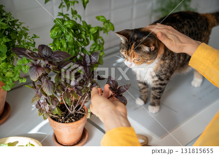 Female gardener care home grown purple basil and stroking fluffy cat. Pet lovers. High quality photo Female gardener care home grown purple basil and stroking fluffy cat. Pet lovers. High quality photo 131815655
