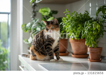Pet and plants at home. Interested cat sit on kitchen table near small garden with houseplants herbs 131815658