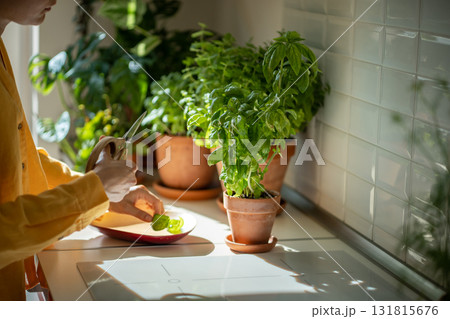 Hands with scissors cutting green basil growing in clay pot. Eco friendly natural bio garden at home Hands with scissors cutting green basil growing in clay pot. Eco friendly natural bio garden at home 131815676