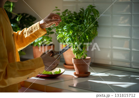 Hands with scissors cutting green basil growing in clay pot. Eco friendly natural bio garden at home 131815712