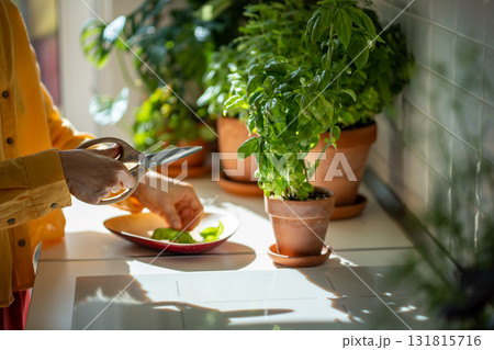 Woman hands pruning green basil growing at home garden side view. Daily use with food fresh herbs. 131815716