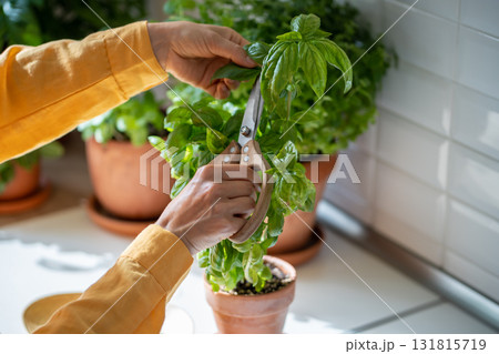 Female hands pruning green basil grown at home herb indoors.  131815719