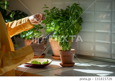 Female hands pruning green basil grown at home herb indoors.  131815726