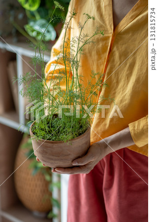 Greens fresh dill in terracotta pot in female hands. Concept house growing fresh herbs home garden. Greens fresh dill in terracotta pot in female hands. Concept house growing fresh herbs home garden. 131815734