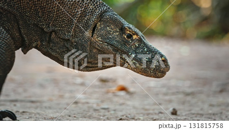 Komodo dragon walking through the lush tropical forest of Komodo national park, a unesco world heritage site in Indonesia, showcasing its impressive size and unique features Komodo dragon walking through the lush tropical forest of Komodo national park, a unesco world heritage site in Indonesia, showcasing its impressive size and unique features 131815758