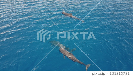Aerial drone captures two pilot whales swimming near the surface in clear blue ocean water, showcasing the beauty and grace of marine wildlife. Wild nature sea travel background. Slow motion Aerial drone captures two pilot whales swimming near the surface in clear blue ocean water, showcasing the beauty and grace of marine wildlife. Wild nature sea travel background. Slow motion 131815781