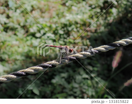ロープにとまる赤とんぼ ロープにとまる赤とんぼ 131815822