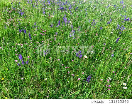 A vibrant meadow filled with various wildflowers showcases purple, pink, and white blooms, surrounded by lush green grass on a bright sunny day 131815846
