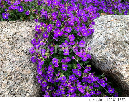 Bright purple flowers are growing between large grey rocks in a tranquil garden. The flowers flourish under the sun, creating a beautiful natural scene Bright purple flowers are growing between large grey rocks in a tranquil garden. The flowers flourish under the sun, creating a beautiful natural scene 131815873