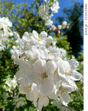 White flowers bloom under a clear blue sky, inviting bees to visit. This peaceful garden scene captures the beauty of springtime in nature White flowers bloom under a clear blue sky, inviting bees to visit. This peaceful garden scene captures the beauty of springtime in nature 131815880