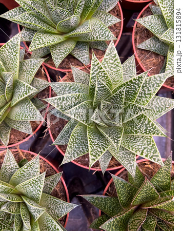 Lush green succulent plants with striking geometric patterns are arranged neatly in terracotta pots, creating a vibrant display of nature's design 131815894
