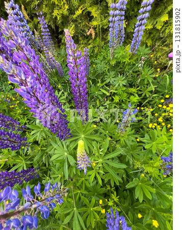 Bright purple lupine flowers stand tall in a green garden filled with various plants, showcasing nature's beauty on a sunny spring day Bright purple lupine flowers stand tall in a green garden filled with various plants, showcasing nature's beauty on a sunny spring day 131815902