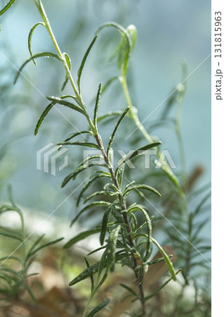 ハーブの種類で香りが良いローズマリーの葉 131815963