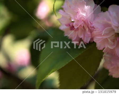 4月に美しく咲いたサクラ「氷見久津呂菊桜(ヒミクズロキクザクラ)」 4月に美しく咲いたサクラ「氷見久津呂菊桜(ヒミクズロキクザクラ)」 131815979