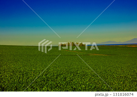 大根畑 大根畑 131816074
