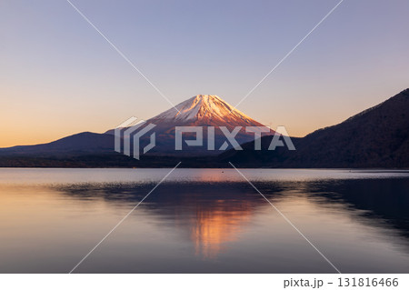 「山梨県」本栖湖越しに夕日に染まった富士山を見る 131816466