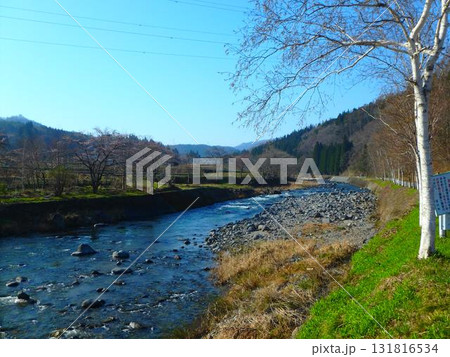 白樺の岸辺 —飛騨 庄川に春を探して 白樺の岸辺 —飛騨 庄川に春を探して 131816534