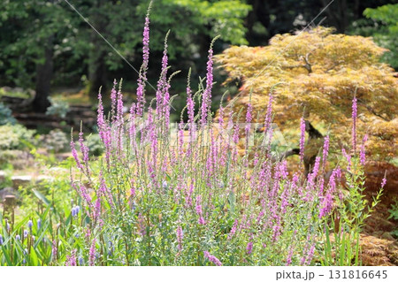 ミソハギの花 131816645