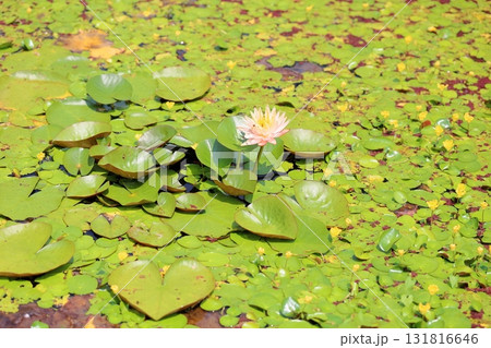 スイレンの花 131816646