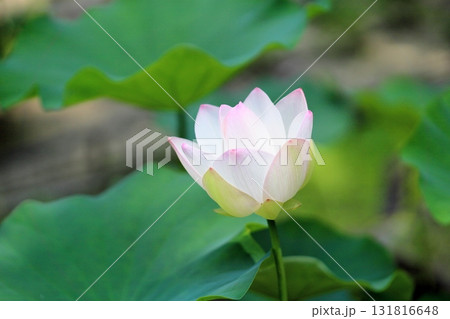 爽やか　ハスの花 131816648